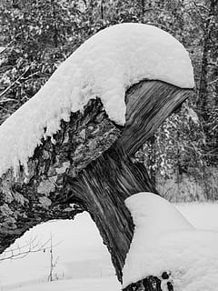 albero, inverno, la neve, foresta, bianco e nero, Trueb, silenzioso, temperatura fredda, tronco d'albero, all'aperto, pianta, natura, nessuno, congelato, giorno, avvicinamento, legno - materiale, concentrarsi sulle conoscenze acquisite, tronco, legname, copertura, terra, campo, legna, abbaiare, 2K, CC0, dominio pubblico, privo di copyright