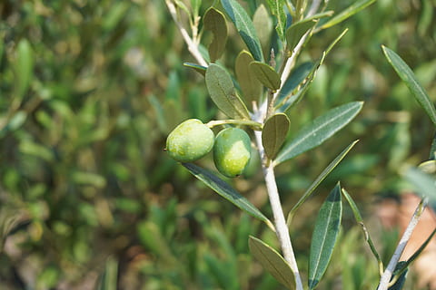 grønne blad plante, oliven, oliventræ, oliven gren, træ, plante, grøn, natur, middelhavet, grønne oliven, mad, landbrug, blad, frugt, vækst, grøn farve, sund kost, friskhed, mad og drikke, skønhed i naturen, ingen mennesker, tæt på, fokus på forgrunden, dag, plante del, selektiv fokusering, udendørs, velvære, 5K, CC0, offentligt domæne, royaltyfrie