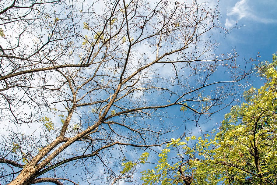 Zweige, Baum, Himmel, kahler Baum, Natur, Ast, keine Leute, Tag, Pflanze, Flachwinkelansicht, Schönheit in der Natur, Ruhe, Wachstum, draußen, wolke - himmel, Herbst, Szenen - Natur, ruhige Szene, Sonnenlicht, Wald, Nicht-städtische Szene, Baumkrone, direkt darunter, 2K