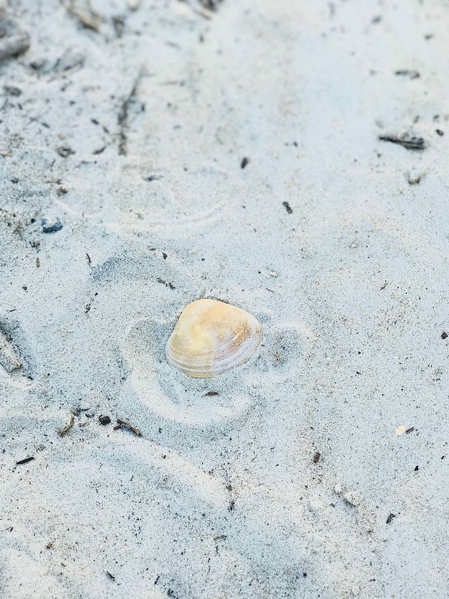alene, blant, skjell, grå, sand, Strand, shell, utskrifter, spor, land, ingen folk, høy vinkel visning, dag, dyreskall, natur, dyreliv, dyr, nærbilde, utendørs, skjønnhet i naturen, ro, dyre temaer, fokusere på forgrunnen, fast, mønster, marine, 4K