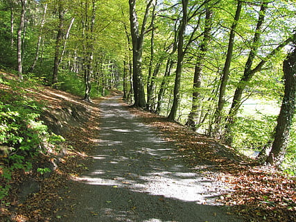 bosc, lluny, naturalesa, camí forestal, arbres, ruta, tardor, senderisme, assolellat, passeig marítim, verd, sender natural, arbre, planta, terra, direcció, el camí a seguir, tranquil·litat, creixement, sendera, escena tranquil·la, bellesa a la natura, cap gent, dia, tronc, tronc de l'arbre, escena no urbana, escenics - natura, color verd, a l'aire lliure, perspectiva decreixent, bambú - planta, 1080P, CC0, domini públic, lliure de regalies