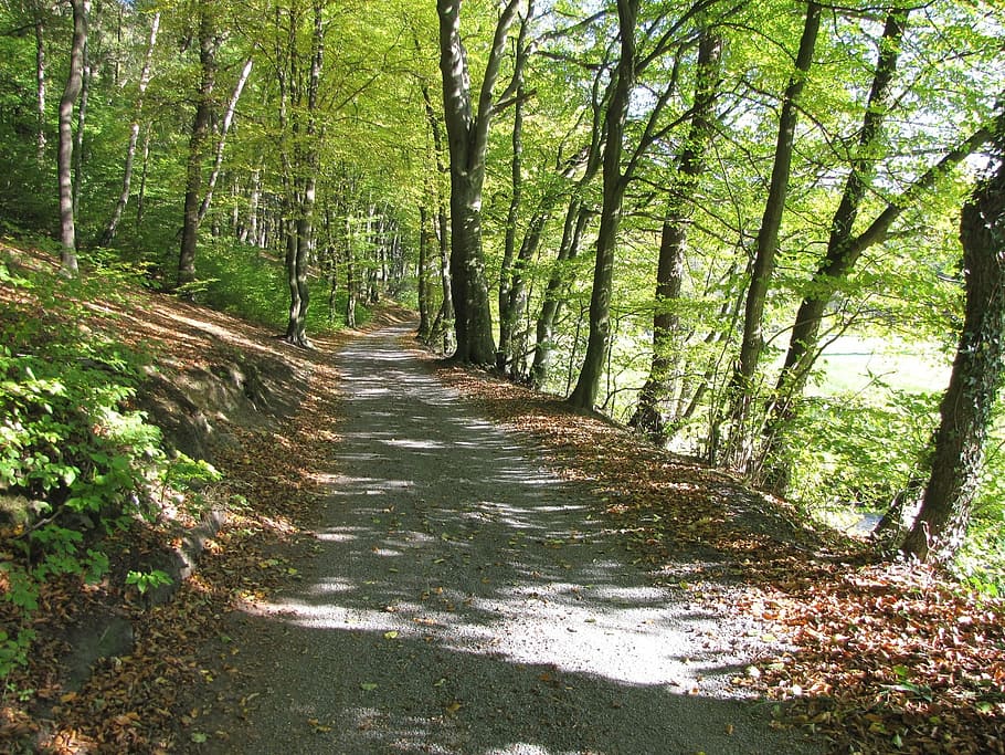 bosc, lluny, naturalesa, camí forestal, arbres, ruta, tardor, senderisme, assolellat, passeig marítim, verd, sender natural, arbre, planta, terra, direcció, el camí a seguir, tranquil·litat, creixement, sendera, escena tranquil·la, bellesa a la natura, cap gent, dia, tronc, tronc de l'arbre, escena no urbana, escenics - natura, color verd, a l'aire lliure, perspectiva decreixent, bambú - planta, 1080P