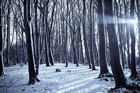 kold, sne, natur, solrig, Skov, sti, træer, vinter, træ, plante, jord, kold temperatur, ro, bagagerum, træstamme, skønhed i naturen, scenics - natur, ikke-urbane scene, rolig scene, miljø, hvid farve, ingen mennesker, udendørs, fyrreskov, klima, treelined, nåletræ, 4K, CC0, offentligt domæne, royaltyfrie