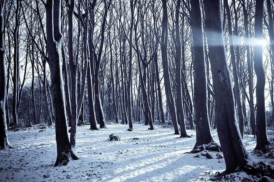 kold, sne, natur, solrig, Skov, sti, træer, vinter, træ, plante, jord, kold temperatur, ro, bagagerum, træstamme, skønhed i naturen, scenics - natur, ikke-urbane scene, rolig scene, miljø, hvid farve, ingen mennesker, udendørs, fyrreskov, klima, treelined, nåletræ, 4K