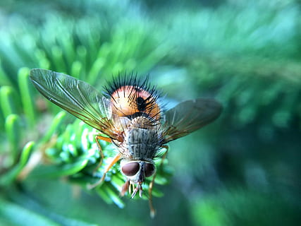 Makrobild, fliegen, Makro, Bild, Fehler, fliegend, Foto, Insekt, Marco, gemeinfrei, Natur, Tier, Tierflügel, Nahansicht, Tierwelt, Sommer-, grüne Farbe, ein Tier, Tierthemen, Tiere in freier Wildbahn, wirbellos, Fokus auf den Vordergrund, Pflanze, keine Leute, Tag, Schönheit in der Natur, draußen, Stubenfliege, selektiver Fokus, Tierauge, Bestäubung, 2K, CC0, gemeinfrei, lizenzfrei