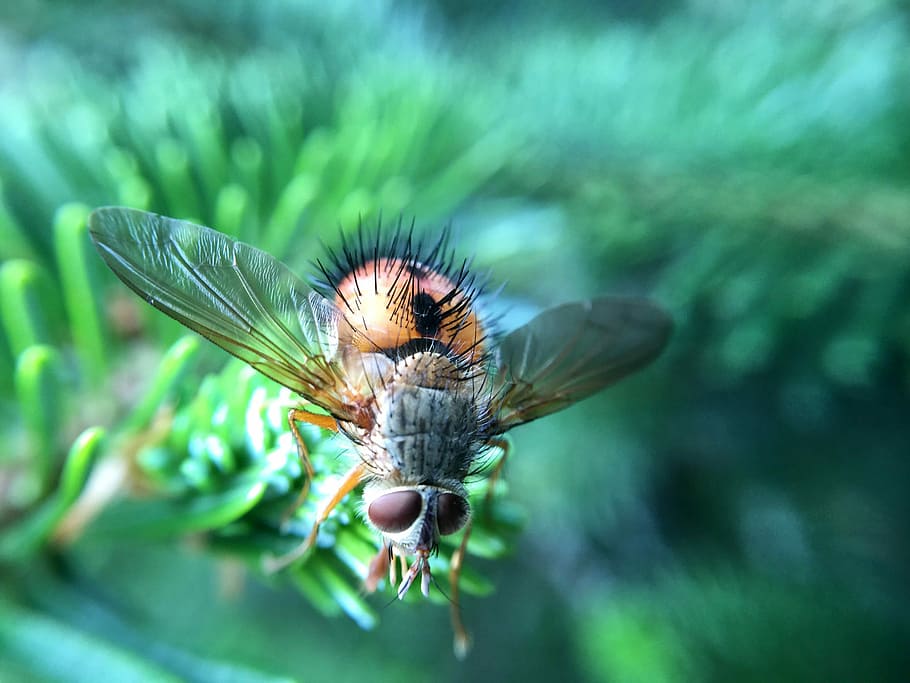 Makrobild, fliegen, Makro, Bild, Fehler, fliegend, Foto, Insekt, Marco, gemeinfrei, Natur, Tier, Tierflügel, Nahansicht, Tierwelt, Sommer-, grüne Farbe, ein Tier, Tierthemen, Tiere in freier Wildbahn, wirbellos, Fokus auf den Vordergrund, Pflanze, keine Leute, Tag, Schönheit in der Natur, draußen, Stubenfliege, selektiver Fokus, Tierauge, Bestäubung, 2K