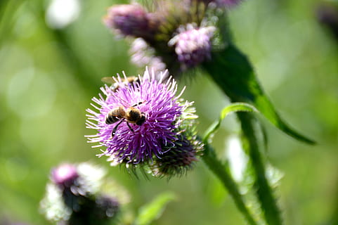 Biene, Diestel, schließen, Insekt, Honig, Natur, Distelknospe, Bestäubung, blühen, Flora, Gras, Wiese, Umweltschutz, Blume, Distel, Pflanze, Nahansicht, grüne Farbe, Sommer-, Makro, draußen, Schönheit in der Natur, lila, Wachstum, Zerbrechlichkeit, blühende Pflanze, Frische, Verletzlichkeit, Blütenkopf, Blütenstand, Blütenblatt, Tier, keine Leute, Fokus auf den Vordergrund, Tierthemen, wirbellos, 5K, CC0, gemeinfrei, lizenzfrei
