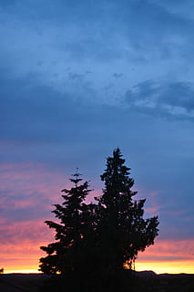 cel, posta de sol, arbre, núvol, cel del capvespre, vespre, núvol - cel, planta, silueta, bellesa a la natura, creixement, tranquil·litat, escenics - natura, naturalesa, escena tranquil·la, vista d’angle baix, cap gent, a l'aire lliure, color taronja, idíl·lic, cel dramàtic, escena no urbana, arbre d’arbre, arbre de coníferes, 4K, CC0, domini públic, lliure de regalies
