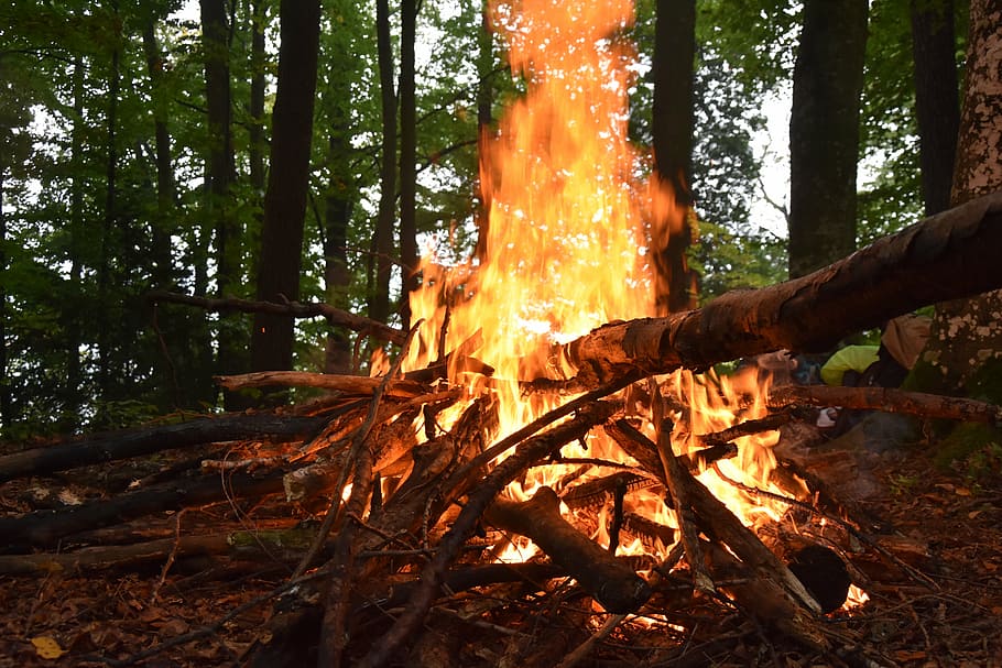 oheň, dřevo, les, stoh dříví, plamen, dobrodružství, táborák, hořet, krb, žhavé uhlíky, strom, hořící, přistát, požár - přírodní jev, teplota - teplota, rostlina, Příroda, kufr, kmen stromu, log, oranžová barva, životní prostředí, dřevo - materiál, nikdo, venku, 5K