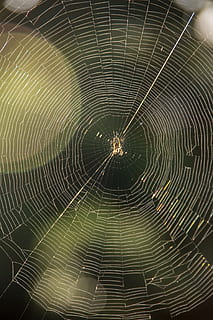 Netz, Spinne, Falle, seidig, Symmetrie, Insekt, Sonnenlicht, wild, Australien, Spinnennetz, Zerbrechlichkeit, Verletzlichkeit, keine Leute, Nahansicht, Muster, Schönheit in der Natur, natürliches Muster, Natur, Tierthemen, konzentrisch, Hintergründe, Tier, Vollbild, Fokus auf den Vordergrund, Komplexität, Gliederfüßer, Spinnentier, Tag, draußen, 2K, CC0, gemeinfrei, lizenzfrei