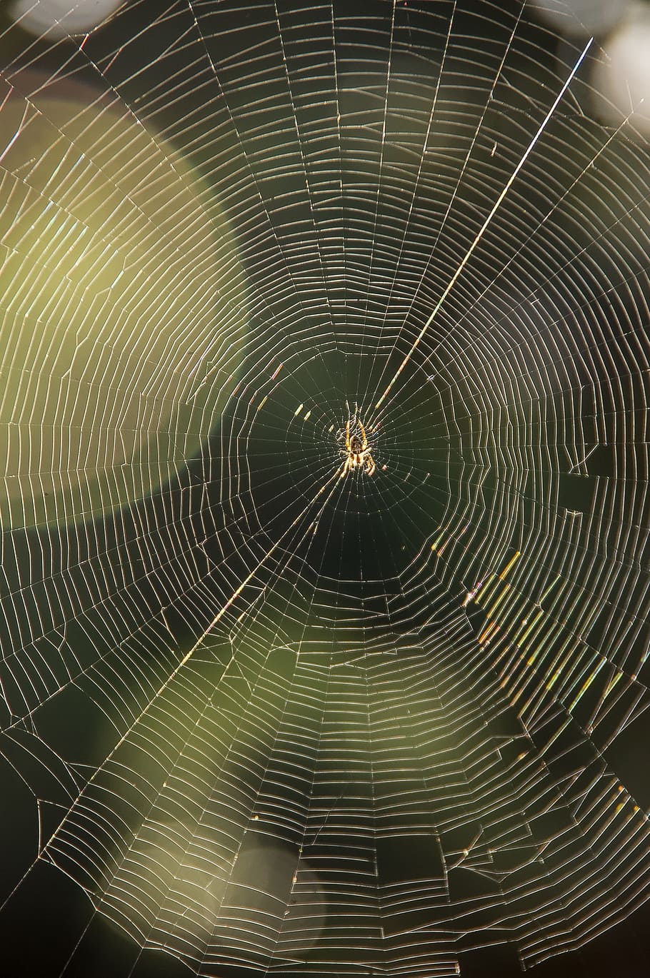 Netz, Spinne, Falle, seidig, Symmetrie, Insekt, Sonnenlicht, wild, Australien, Spinnennetz, Zerbrechlichkeit, Verletzlichkeit, keine Leute, Nahansicht, Muster, Schönheit in der Natur, natürliches Muster, Natur, Tierthemen, konzentrisch, Hintergründe, Tier, Vollbild, Fokus auf den Vordergrund, Komplexität, Gliederfüßer, Spinnentier, Tag, draußen, 2K