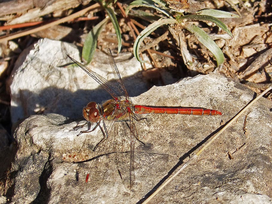 libellula, Ali rosse, insetto, rosso, Ali, libellula rossa, dettaglio, un animale, fauna selvatica, animali allo stato selvatico, temi animali, roccia - oggetto, nessuno, animale, invertebrato, giorno, concentrarsi sulle conoscenze acquisite, natura, luce del sole, roccia, avvicinamento, solido, all'aperto, pianta, ala animale, 2K