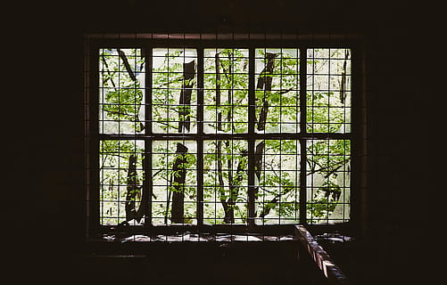 verde, hoja de arbol, negro, ventana de metal, hoja verde, árbol, Black metal, ventana, arboles, material de vidrio, arquitectura, antiguo, marco de la ventana, pared - característica de la construcción, adentro, nadie, día, de cerca, planta, transparente, edificio, estructura construida, luz del sol, naturaleza, abandonado, casa, crecimiento, color verde, deterioro, vaso, 1080P