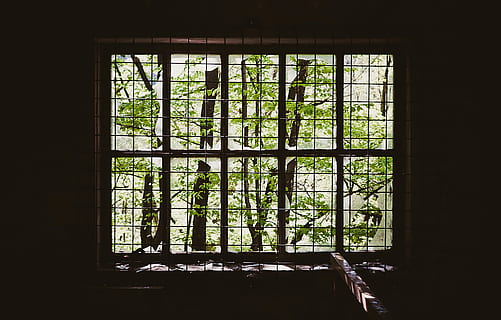 marrón, Parrilla de ventana de metal, árbol de hojas verdes, ventana, cuadro, oscuro, árbol, ventana rota, fuera de, mirada de la ventana, vista al bosque, bosque, naturaleza, vidrio roto, ventana con cable, ventana de cobertizo, gallinero, ventana de gallinero, material de vidrio, nadie, adentro, planta, arquitectura, día, transparente, edificio, estructura construida, luz del sol, marco de la ventana, abandonado, casa, crecimiento, antiguo, color verde, deterioro, 1080P