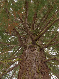 træ, log, grene, gran, segl, segl gran, cryptomeria japonica, japansk cedertræ, Cryptomeria, cypress under glas, Cupressaceae, træstamme, lav vinkel visning, natur, afdeling, dag, plante, bagagerum, vækst, ingen mennesker, ro, skønhed i naturen, udendørs, jord, Skov, tekstureret, plante del, himmel, blad, høj - høj, bark, direkte under, træ baldakin, 4K, CC0, offentligt domæne, royaltyfrie