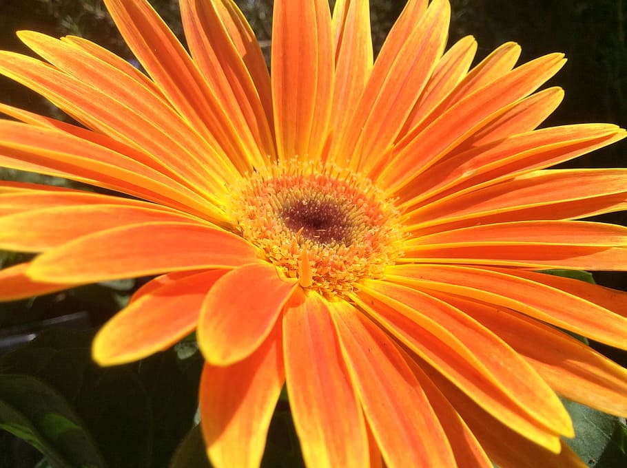flor, obert, propagació, taronja, groc, seqüència, cap a fora, pètals, estiu, planta, floral, florint, botànica, irradiant des del centre, brillant, color, planta amb flors, fragilitat, vulnerabilitat, frescor, pètal, bellesa a la natura, creixement, inflorescència, cap de flor, primer pla, color taronja, pol·len, naturalesa, cap gent, gerbera daisy, dia, jardineria, gazania, 2K