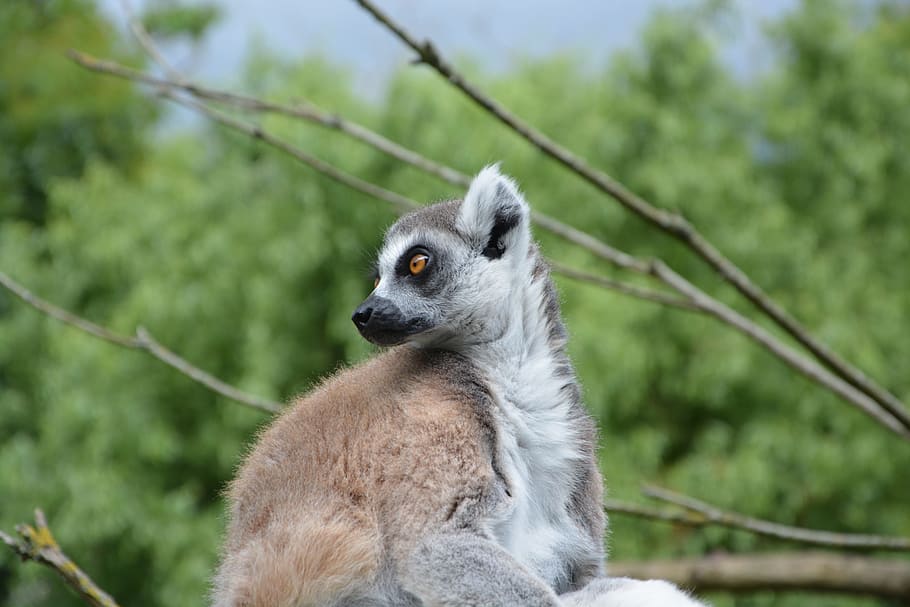 Lemur, Kopfprofil, augenbraun, Affe, Natur, Zoo, Fauna, Tierthemen, Tier, Baum, ein Tier, Tierwelt, Säugetier, Tiere in freier Wildbahn, Fokus auf den Vordergrund, Pflanze, Primas, Wirbeltier, Tag, suchen, keine Leute, süß, Ast, draußen, 5K