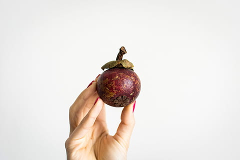 fresh mangostan, Fresh, hands, mangostan, white background, fruit, food, human Hand, healthy Eating, freshness, nature, ripe, organic, holding, food And Drink, close-up, human body part, one person, hand, studio shot, indoors, wellbeing, copy space, healthy lifestyle, body part, adult, finger, 5K