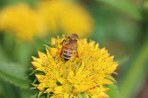 Nektar, Biene, Blume, Frühling, Sommer-, Pflanze, Biene in voller Blüte, Insekt, Nahansicht, Gartenpflanze, Tierthemen, Tier, Tierwelt, Tiere in freier Wildbahn, blühende Pflanze, ein Tier, wirbellos, Schönheit in der Natur, Gelb, Zerbrechlichkeit, Verletzlichkeit, Blütenblatt, Blütenkopf, Wachstum, Frische, Tag, keine Leute, Bestäubung, draußen, Pollen, 2K, CC0, gemeinfrei, lizenzfrei