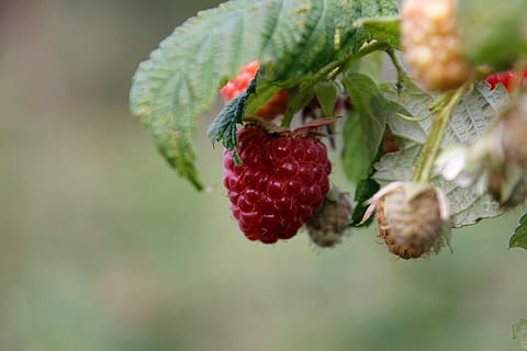 gerds, arbust, vermell, tardor, baies, naturalesa, fruites, jardí, vitamines, fruita, menjar, saludable, tancar, alimentació saludable, menjar i beguda, creixement, planta, fruites de baies, primer pla, frescor, full, part de la planta, dia, enfocament selectiu, color verd, cap gent, benestar, bellesa a la natura, centrar-se en primer pla, a l'aire lliure, madur, 5K, CC0, domini públic, lliure de regalies