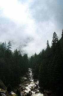 verde, leafed, copaci, corp, apă, timpul zilei, râu, alb, nori, arborele forestier, trecerea fluviului, pădure, natură, râu stâncos, râul care trece prin pădure, parcul național yosemite, ceaţă, copac, Californiul de nord, zăpadă, brad pădure, Brad, acoperit de nori, cu toane, aburi, cețos, plantă, frumusețe în natură, nor - cer, cer, scenice - natura, liniște, o scenă liniștită, scenă non-urbană, nici o persoana, creştere, zi, teren, Culoarea verde, mediu inconjurator, în aer liber, apă curgătoare, curgere, conifer, 4K, CC0, domeniu public, fără drepturi de autor
