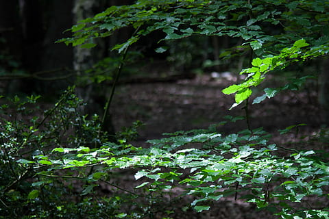 Beech Tree, Holly, Dapple, Light, dark wood, landscape, wilderness, scenery, natural, wild, outdoor, environment, view, scenic, land, nature, forest, moss, plant, outdoors, woodland, growth, green color, plant part, leaf, tree, day, no people, selective focus, tranquility, beauty in nature, focus on foreground, freshness, close-up, tree trunk, 2K, CC0, public domain, royalty free