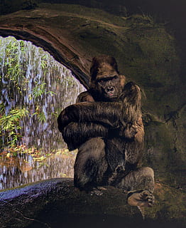 gorilla, ape, grim, silverback, watch, thinking, jungle, cave, mammal, animal themes, animal, animal wildlife, animals in the wild, nature, group of animals, sitting, rock, vertebrate, no people, relaxation, two animals, primate, day, monkey, togetherness, solid, tree, water, outdoors, animal family, 2K, CC0, public domain, royalty free