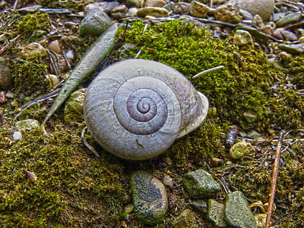 cargol, shell, bosc, humitat, molsa, espiral, fauna animal, animal, temes d'animals, closca d’animals, invertebrat, mol·lusc, animals a la natura, gasteròpode, primer pla, naturalesa, cap gent, un animal, planta, dia, terra, sòlid, a l'aire lliure, 4K, CC0, domini públic, lliure de regalies