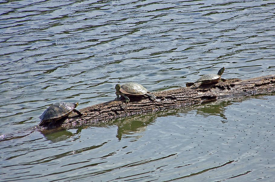tortugues, sunning, prendre el sol, registre, aigua, vida salvatge, medi ambient, habitat, rèptil, animal de tortuga, tortuga, aquàtics, un animal, caça d’animals, animals a la natura, fauna animal, cocodril, animal, temes d'animals, vertebrats, dia, llac, naturalesa, grup d’animals, davant del mar, cap gent, vista d’angle alt, a l'aire lliure, dos animals, ocell, escena no urbana, fusta flotant, 2K