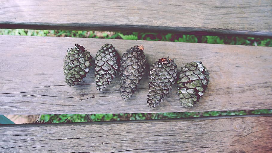 cinc, llavors, superior, beix, fusta, primer pla, foto, glans, marró, pissarra, bosc, pinya de pi, naturalesa, banc, pi, arbre, tanca de fusta, pinecon, tardor, herba, parc, slat, menjar, material de fusta, cap gent, menjar i beguda, benestar, marisc, peix, frescor, alimentació saludable, dia, taula, animal, natura morta, vista d’angle alt, a l'aire lliure, vertebrats, centrar-se en primer pla, menjar japonès, 2K