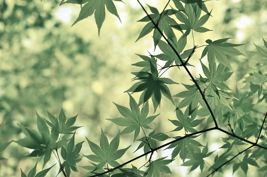 selectiu, foto del focus, verd, planta de cànnabis, focalitzar la fotografia, fulles, durant el dia, arbre, full, branca, naturalesa, planta, flor, caure, arbre d'arce japonès, fora, fruita, disseny, vibrant, veritable llorer, part de la planta, creixement, cap gent, primer pla, bellesa a la natura, centrar-se en primer pla, dia, color verd, a l'aire lliure, frescor, enfocament selectiu, llum solar, vulnerabilitat, fragilitat, fons, fulla d'auró, 4K