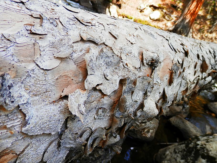 arbre, caigut, vell, naturalesa, patró, textura, rústic, tronc de l'arbre, tronc, primer pla, material de fusta, cap gent, aspre, dia, escorça de la planta, planta, centrar-se en primer pla, a l'aire lliure, marc complet, fons, patró natural, creixement, enfocament selectiu, escorça, liquen, 4K