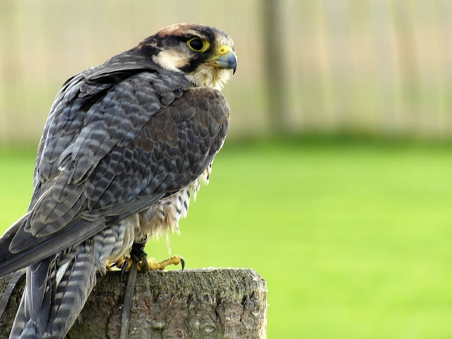 lanner, falcó, ocell, bec, depredador, lanner, falcó, naturalesa, raptor, presa, animal, ploma, vida salvatge, falconeria, natural, caçador, a l'aire lliure, cacera, posat, falcó - ocell, rapinyaire, caça d’animals, animals a la natura, carnívor, primer pla, ala dels animals, ull d’animals, un animal, fauna animal, centrar-se en primer pla, temes d'animals, vertebrats, cap gent, dia, mirant, mirant cap a fora, àguila, 4K