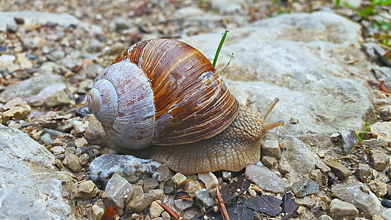 snegl, jord, Skov, skal, natur, dyr, langsomt, makro, snegl shell, krybdyr, tæt, kravle, væsen, sonde, bløddyr, væk, bane, dyreskal, et dyr, dyre temaer, havsnegle, dyreliv, mollusk, hvirvelløse, solid, dyr i naturen, klippe, rock-objekt, ingen mennesker, dag, sten - objekt, tæt på, dyr antenne, udendørs, grus, 4K, CC0, offentligt domæne, royaltyfrie