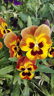 primavera, flors, pot, primavera, flors, flor, pètal, naturalesa, fragilitat, planta, cap de flor, planta amb flors, vulnerabilitat, bellesa a la natura, frescor, creixement, primer pla, groc, inflorescència, cap gent, dia, centrar-se en primer pla, part de la planta, full, pol·len, a l'aire lliure, 4K, CC0, domini públic, lliure de regalies