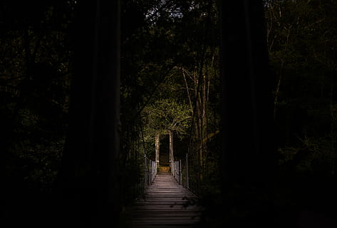 ramas, puente, oscuro, bosque, hojas, naturaleza, camino, puente de madera, arboles, árbol, sendero, al aire libre, planta, dirección, el camino a seguir, arquitectura, tierra, nadie, tranquilidad, belleza en la naturaleza, conexión, estructura construida, paisajes - naturaleza, escena tranquila, material de madera, 2K, CC0, dominio público, libre de derechos