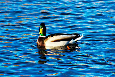 Stockente, Wasserquelle, Wasser, Frühling, Tiere in freier Wildbahn, Tierthemen, ein Tier, Schwimmen, Vogel, Tierwelt, Ufergegend, Tier, Wirbeltier, keine Leute, Geflügel, Tag, Ente, gewellt, See, Natur, Wasservogel, männliches Tier, draußen, auf dem Wasser schwimmen, 1080P, CC0, gemeinfrei, lizenzfrei