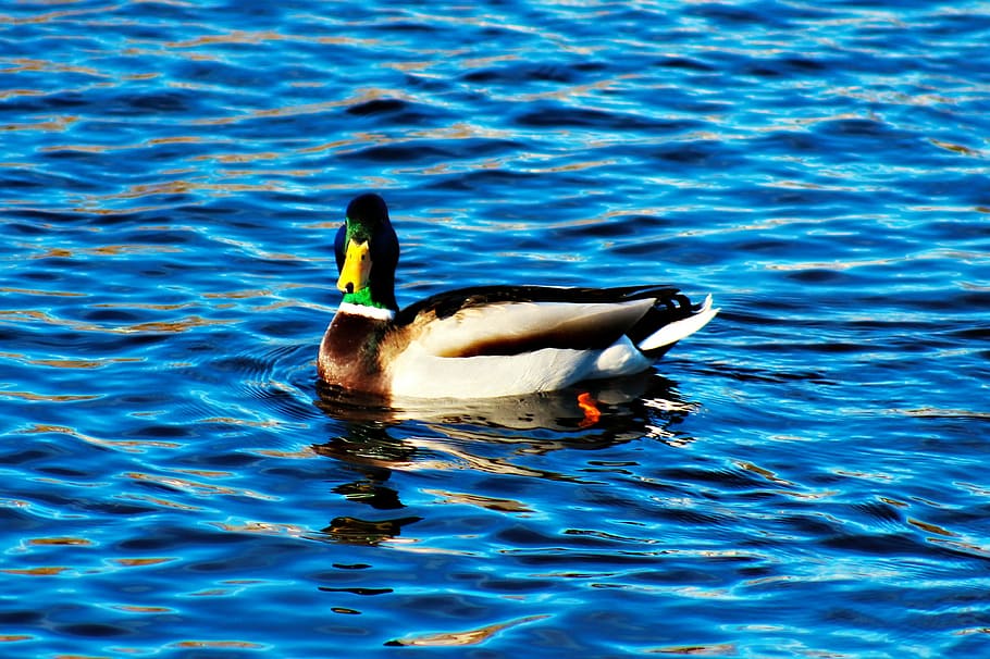 Stockente, Wasserquelle, Wasser, Frühling, Tiere in freier Wildbahn, Tierthemen, ein Tier, Schwimmen, Vogel, Tierwelt, Ufergegend, Tier, Wirbeltier, keine Leute, Geflügel, Tag, Ente, gewellt, See, Natur, Wasservogel, männliches Tier, draußen, auf dem Wasser schwimmen, 1080P