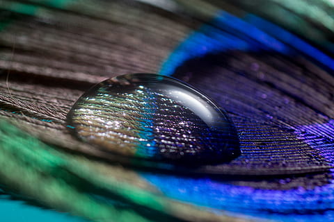 goutte d'eau, plume de paon, printemps, goutte, macro, nahaufnahme, paon, fermer, multi couleur, bleu, mise au point sélective, plume, personne, laissez tomber, vulnérabilité, humide, nature morte, à l'intérieur, eau, fragilité, poids léger, bois - matériau, vue grand angle, la nature, rosée, accessoire personnel, violet, 2K, CC0, domaine public, libre de droits