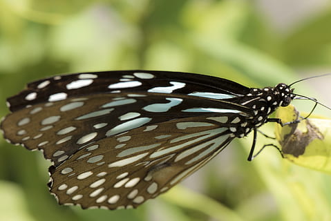 Butterfly, Nature, Insert, Macro, blue, pattern, insect, animal themes, one animal, animal wing, animal wildlife, animals in the wild, invertebrate, animal, butterfly - insect, close-up, beauty in nature, focus on foreground, animal markings, no people, plant, natural pattern, animal antenna, animal body part, day, outdoors, 2K, CC0, public domain, royalty free