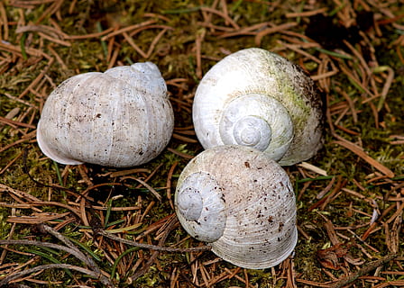 shell, forest, play, nature, out, child, human, children, leisure, search, white, faded, forest floor, snail, close-up, food, no people, land, plant, vegetable, animal, animal wildlife, day, mushroom, mollusk, animal shell, animal themes, fungus, focus on foreground, growth, field, gastropod, outdoors, 2K, CC0, public domain, royalty free