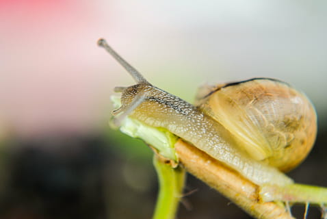 cargol, petxina de mar, mol·luscs, shell, molluscum, un animal, temes d'animals, fauna animal, animal, primer pla, invertebrat, animals a la natura, part del cos dels animals, cap gent, primer pla extrem, naturalesa, enfocament selectiu, gasteròpode, antena animal, macro, centrar-se en primer pla, mol·lusc, dia, insecte, marí, 4K, CC0, domini públic, lliure de regalies