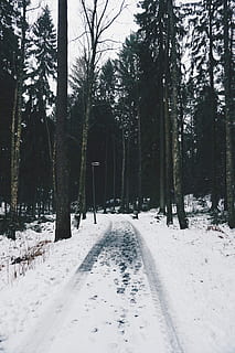 percorso freddo, foto della foresta, strada, foresta, albero, traccia, pista, la neve, inverno, temperatura fredda, pianta, la tranquillità, terra, natura, copertura, bellezza nella natura, direzione, crescita, nessuno, scena tranquilla, mezzi di trasporto, Colore bianco, la strada davanti, prospettiva decrescente, all'aperto, bosco, 4K, CC0, dominio pubblico, privo di copyright