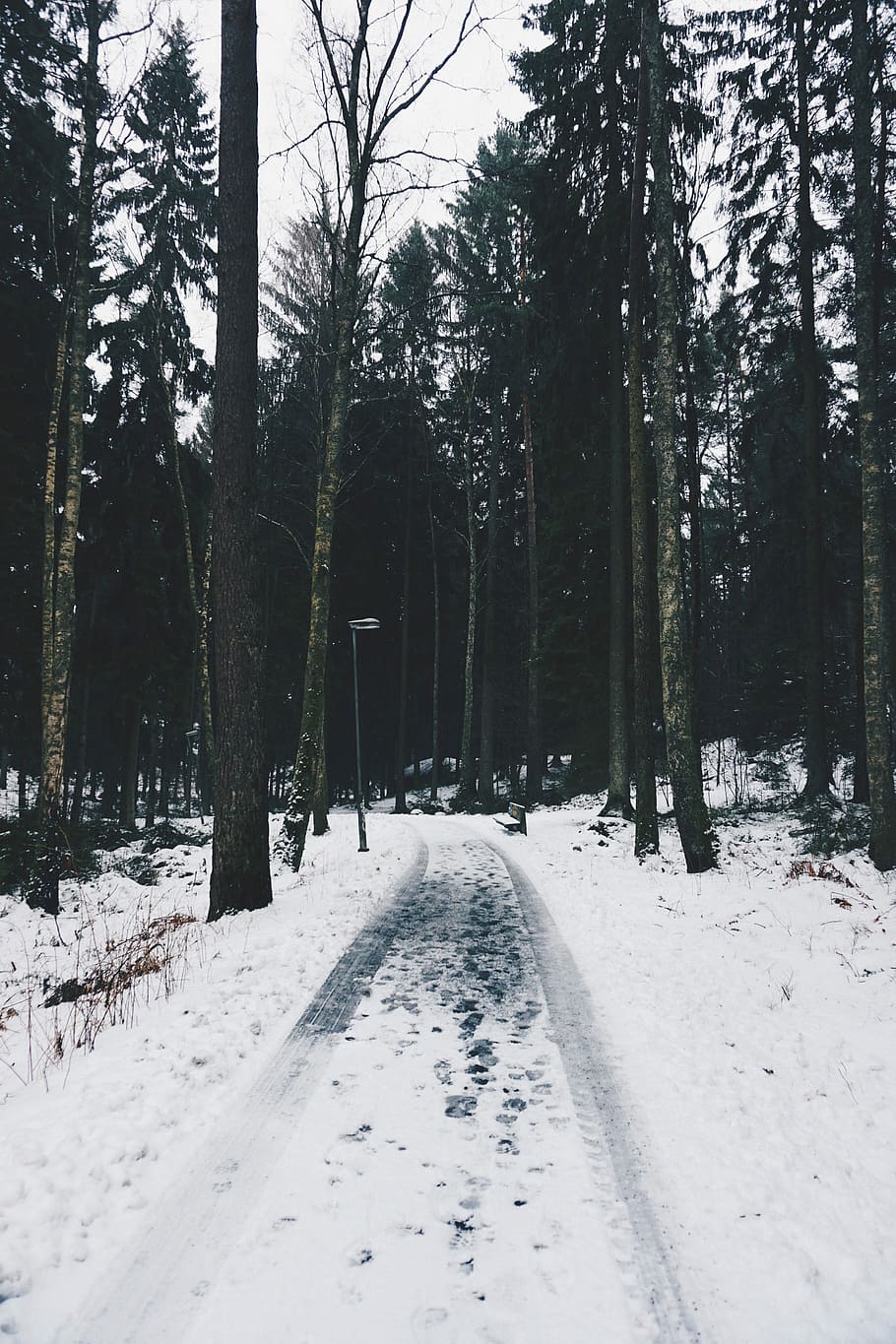 percorso freddo, foto della foresta, strada, foresta, albero, traccia, pista, la neve, inverno, temperatura fredda, pianta, la tranquillità, terra, natura, copertura, bellezza nella natura, direzione, crescita, nessuno, scena tranquilla, mezzi di trasporto, Colore bianco, la strada davanti, prospettiva decrescente, all'aperto, bosco, 4K