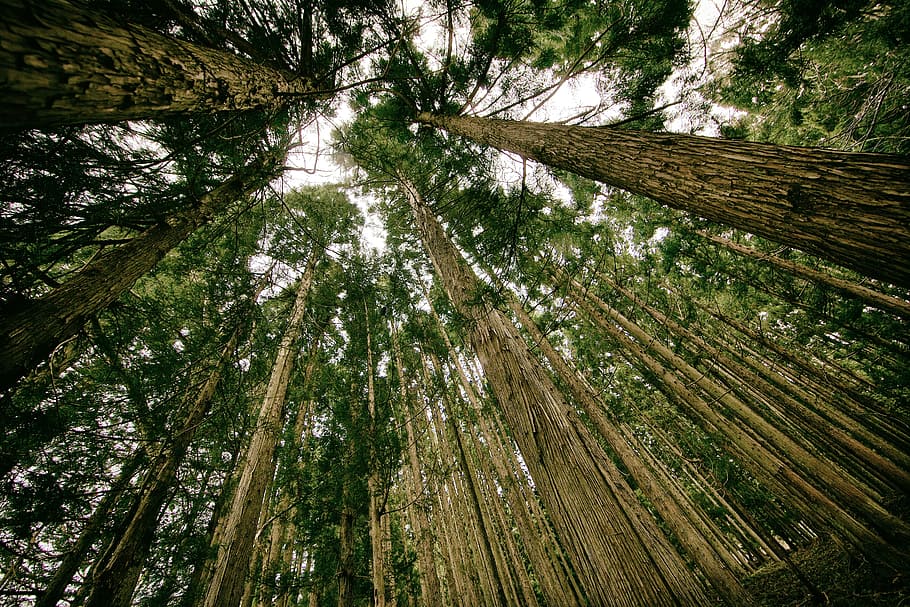 marró, alt, arbres, baix, fotografia d'angle, bosc, perspectiva, amunt, cel, escorça, naturalesa, ecologia, verd, fusta, medi ambient, natural, estiu, temporada, paisatge, branca, brillant, dia, salvatge, llum solar, assolellat, boscos, a l'aire lliure, tronc, plantes, fulles, branques, troncs d’arbres, arbre, planta, creixement, terra, tranquil·litat, bellesa a la natura, cap gent, tronc de l'arbre, vista d’angle baix, escena tranquil·la, escena no urbana, escenics - natura, marc complet, material de fusta, bambú - planta, copa de l'arbre, directament a sota, 5K