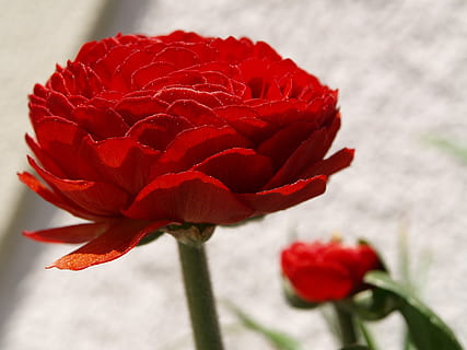 gėlė, ranunculus, raudona, žydintys augalai, pažeidžiamumas, trapumas, grožis gamtoje, šviežumas, augalų, žiedlapis, Iš arti, žiedynas, gėlių galva, augimą, sutelkti dėmesį į naujas žinias, pobūdį, nėra žmonių, augalų stiebas, dieną, pakilo, lauke, sepal, 2K, CC0, Viešasis domenas, nemokamai