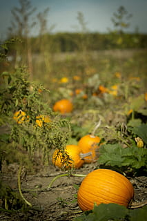 græskar, græskar patch, græskar gård, mad, plante, mad og drikke, vækst, natur, friskhed, Mark, grøntsag, jord, ingen mennesker, dag, fokus på forgrunden, sund kost, gul, blomst, orange farve, landbrug, skønhed i naturen, blomstrende plante, udendørs, organisk, blomsterhoved, moden, havearbejde, 5K, CC0, offentligt domæne, royaltyfrie