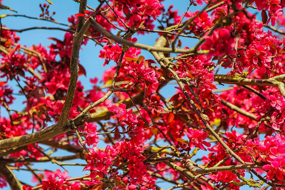 arbre, priroda, una branca, primavera, flor rosa, planta, vermell, branca, bellesa a la natura, creixement, vista d’angle baix, dia, naturalesa, cap gent, flor, planta amb flors, primer pla, cel, frescor, part de la planta, centrar-se en primer pla, a l'aire lliure, full, color rosa, 5K