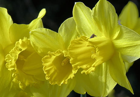 narcisos, flor, primavera, Pasqua, planta amb flors, pètal, bellesa a la natura, planta, cap de flor, frescor, primer pla, inflorescència, fragilitat, groc, vulnerabilitat, creixement, naturalesa, cap gent, pol·len, narcís, centrar-se en primer pla, a l'aire lliure, fons negre, arranjament floral, 1080P, CC0, domini públic, lliure de regalies