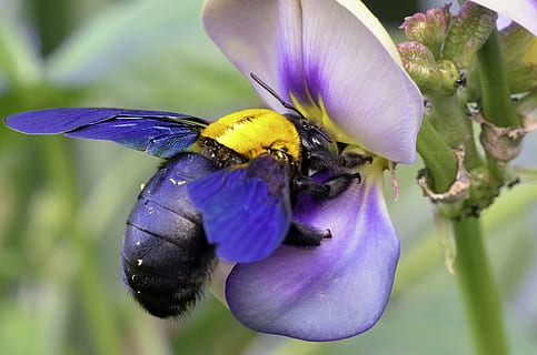 blau geflügelt, schwarz, Zimmermann Biene, Insekt, Biene, Makro, Natur, Gelb, Pollen, Honig, Blume, fliegen, natürlich, Nektar, Hummel, Tier, Tierwelt, Landwirtschaft, Bestäubung, Flügel, Gesundheit, hummeln, Pflanze, Nahansicht, lila, Schönheit in der Natur, Sommer-, Tierflügel, einzelne Blume, Blütenblatt, grüne Farbe, ein Tier, Tierthemen, Tiere in freier Wildbahn, blühende Pflanze, Zerbrechlichkeit, Verletzlichkeit, Frische, wirbellos, Blütenkopf, Wachstum, Blütenstand, keine Leute, 4K, CC0, gemeinfrei, lizenzfrei